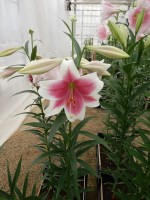 [4107 Triumphator No101.JPG]